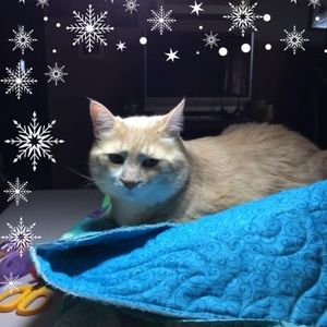 Meet your Posher, Connie